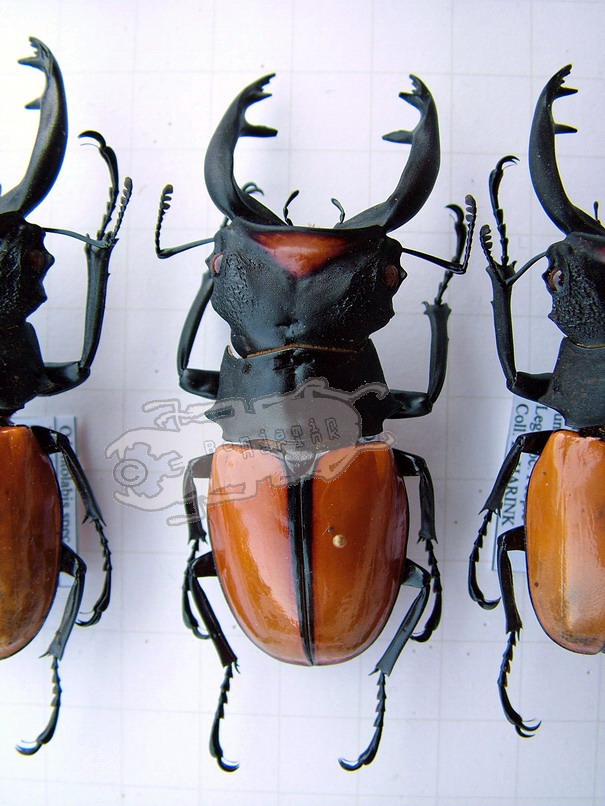 Genus Odontolabis - the online insect museum